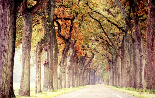 Road, autumn, trees