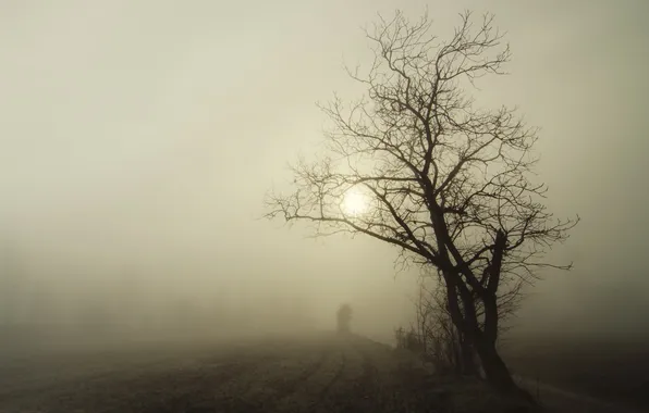Picture landscape, night, fog, tree