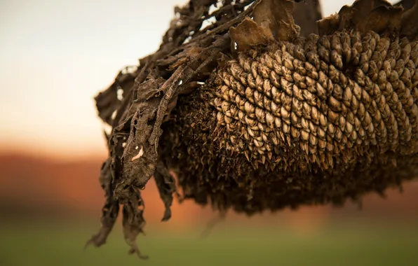 Macro, nature, sunflower