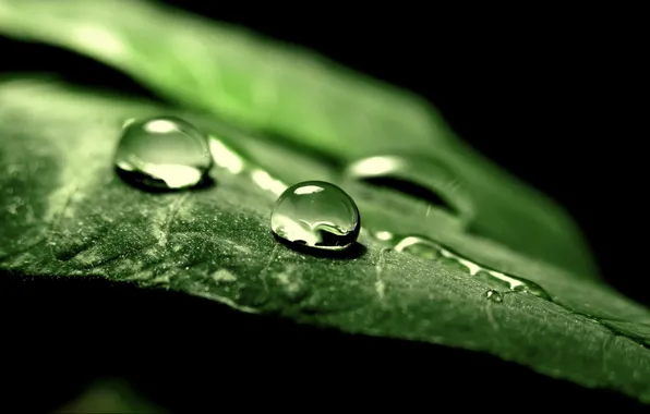 Picture greens, drops, macro, nature, background, Wallpaper, leaf