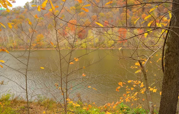 Picture autumn, leaves, trees, river, slope