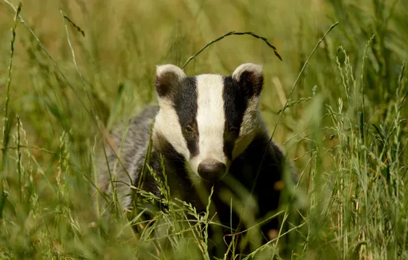 Greens, grass, look, face, glade, portrait, spikelets, badger