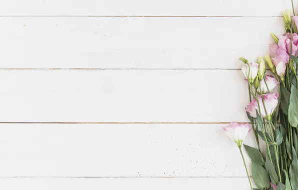 White, BACKGROUND, BOUQUET, eustoma