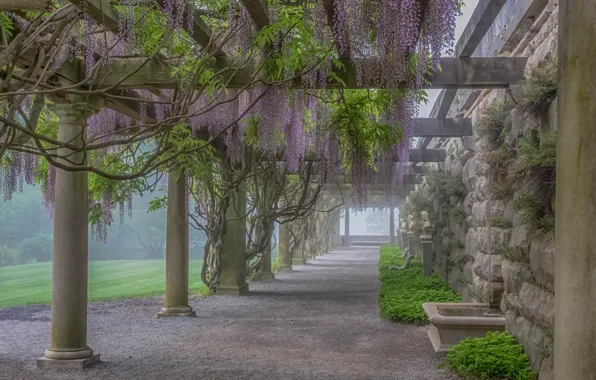 Picture flowers, fog, plant, gallery, column, Wisteria