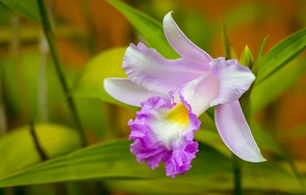 Macro, petals, Orchid, Cattleya