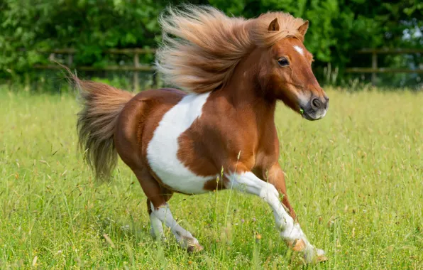 Grass, look, face, nature, horse, glade, horse, red