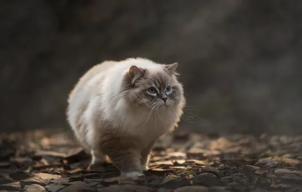 Cat, cat, look, nature, pose, stones, walk, face