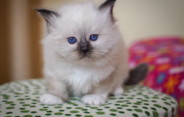 Look, baby, kitty, blue eyes