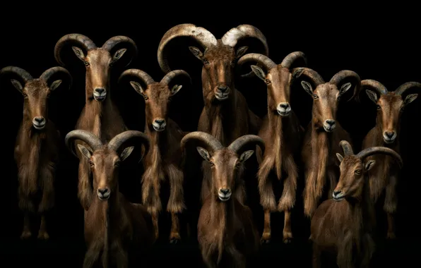 Goat, goats, goat