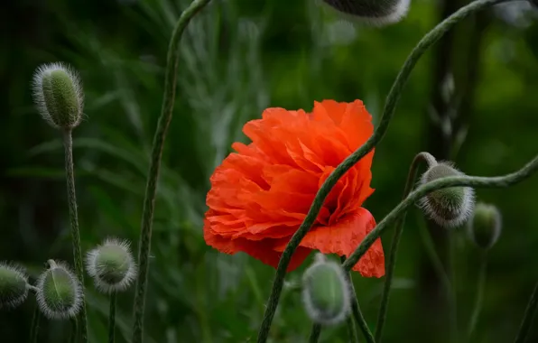 Red, Mac, spring, bokeh