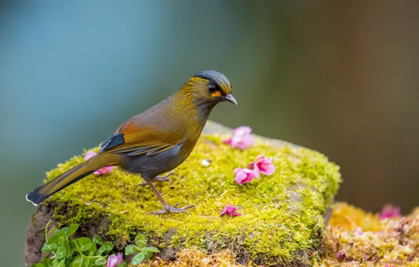 Picture grass, flowers, bird, moss