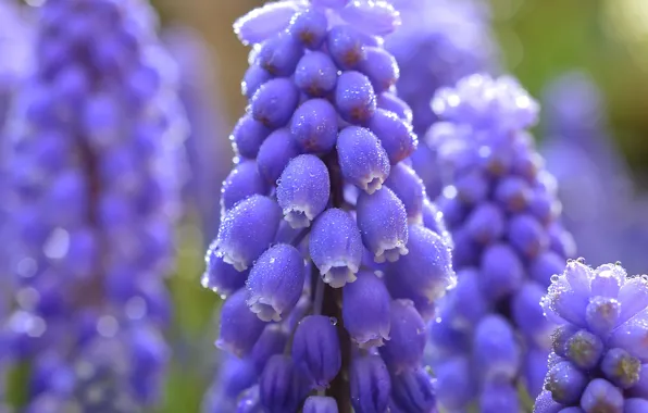 Picture macro, flowers, droplets, Rosa, blur, blue, Muscari