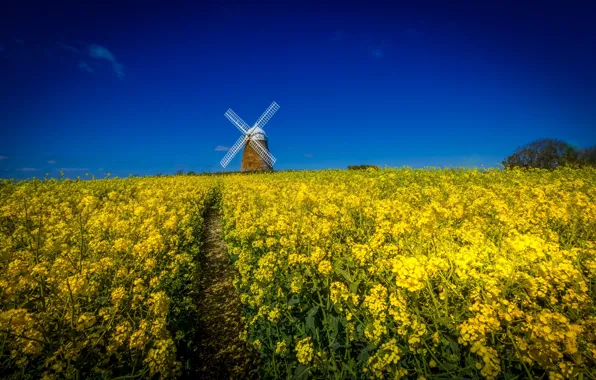 Picture the sky, flowers, Field, mill