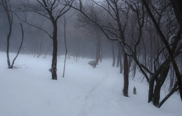 Picture winter, forest, snow, trees, nature, Japan, Kyoto, path