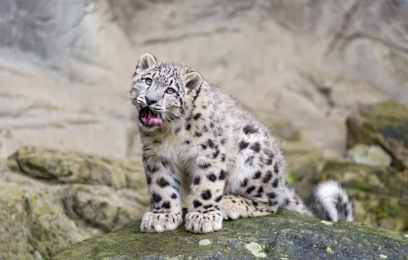 Language, cat, look, stone, IRBIS, snow leopard, ©Tambako The Jaguar