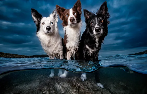 Dogs, look, nature, pose, friends, faces