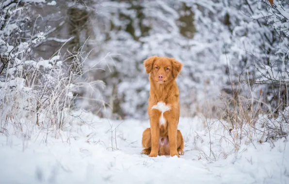 Winter, frost, forest, snow, branches, nature, dog, red