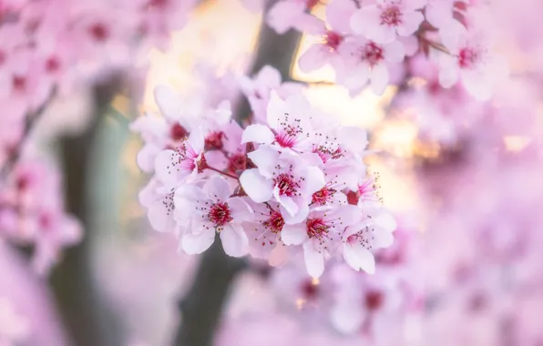 Flowers, cherry, blur, spring, Sakura, gentle, pink, flowering