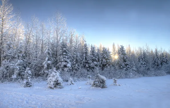 Winter, trees, landscape, sunset, nature
