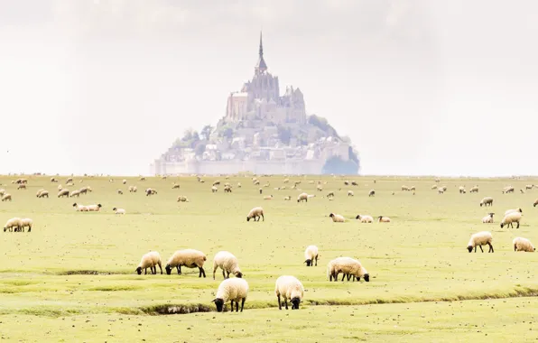 Field, castle, France, sheep, haze, the monastery, Normandy, Mont-Saint-Michel