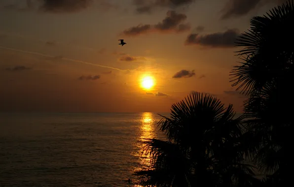 Picture sea, sunset, palm trees, Seagull