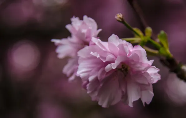 Macro, flowers, Sakura