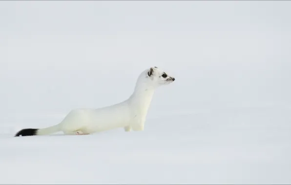 Snow, Beast, landrover, lenght, temnobelos