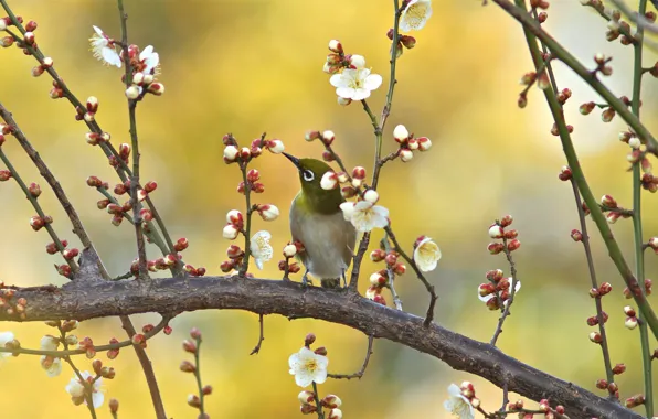 Flowers, branches, yellow, nature, green, background, bird, spring