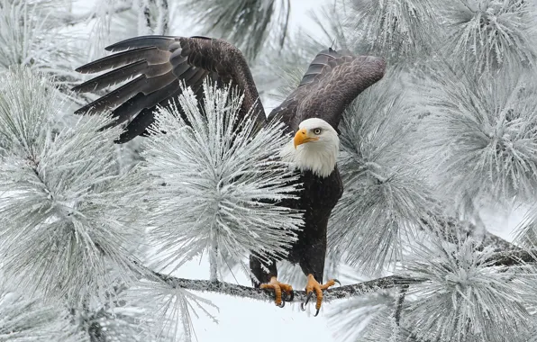 Winter, bird, branch, hawk, bald eagle