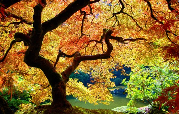 Tree, Autumn, Leaves