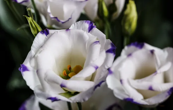 Flowers, branch, eustoma