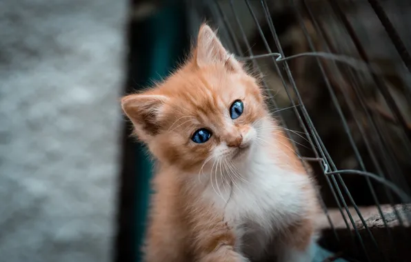 Cat, look, pose, kitty, mesh, baby, red, face