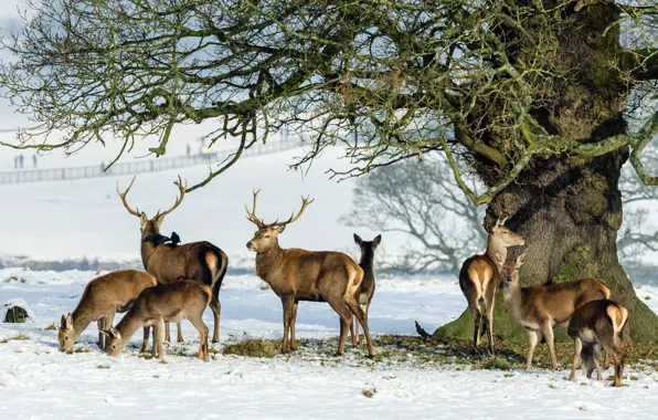Snow, tree, deer, family, horns, the herd