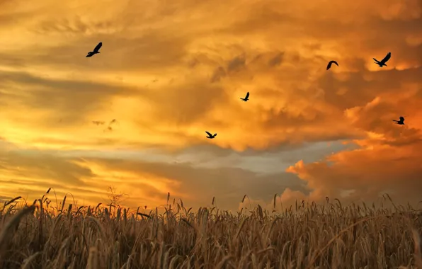 Picture The SKY, FIELD, CLOUDS, SUNSET, PACK, BIRDS, DAWN, SPIKELETS