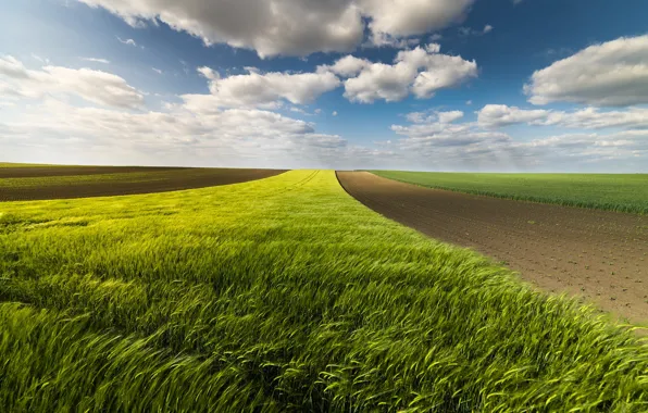 Field, the sky, clouds, blue, rye, dal, ears, cereals