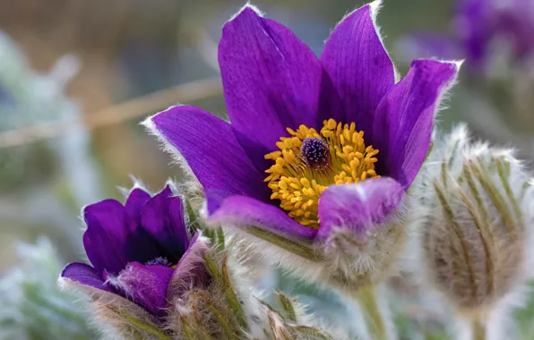 Macro, spring, petals, buds, Sleep-grass, Cross