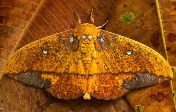 Picture leaves, butterfly, wings, Ecuador, Saturniid moth, Yasuni National Park