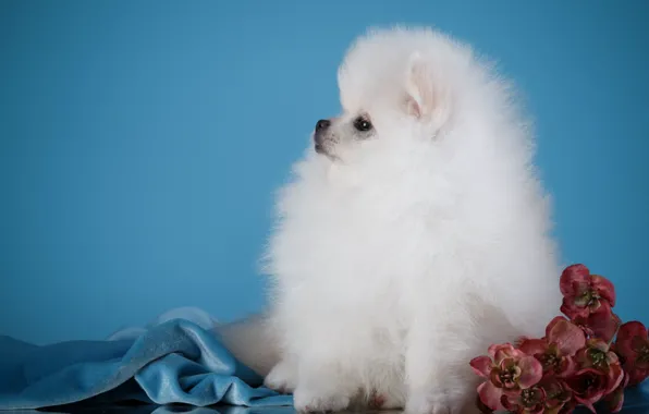 Picture white, fluffy, puppy, Spitz