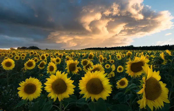 Picture field, summer, sunflowers, flowers, a lot