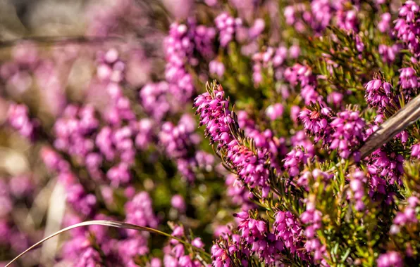 Flowers, glade, spring, pink, a lot, bokeh, Bush, versek