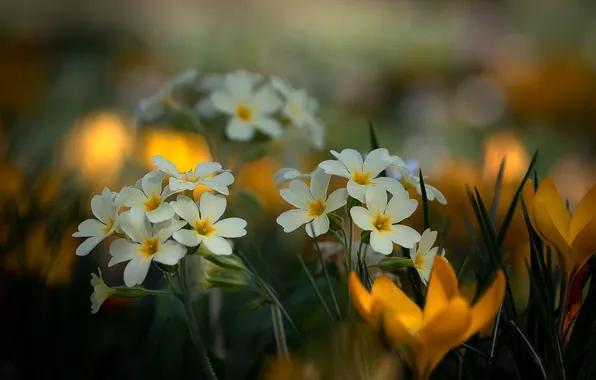 Flowers, spring, yellow, crocuses, white, bokeh, Primula, primrose