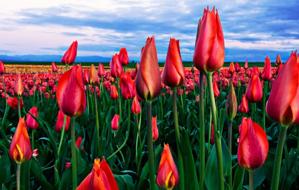 The sky, clouds, flowers, red, blue, bright, spring, horizon
