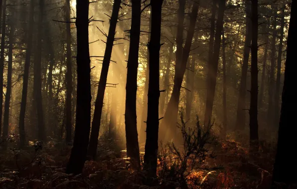 Picture forest, morning, sunlight
