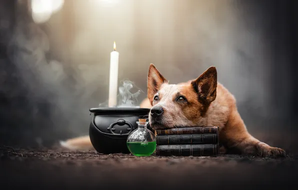 Face, magic, dog, bowler, potion, Australian cattle dog, Halloween, candle