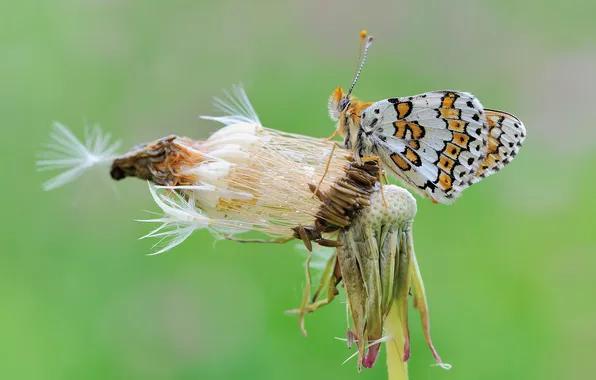 Dandelion, butterfly, insect