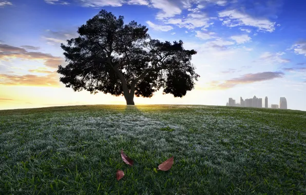 Grass, leaves, the city, tree, hill, crown