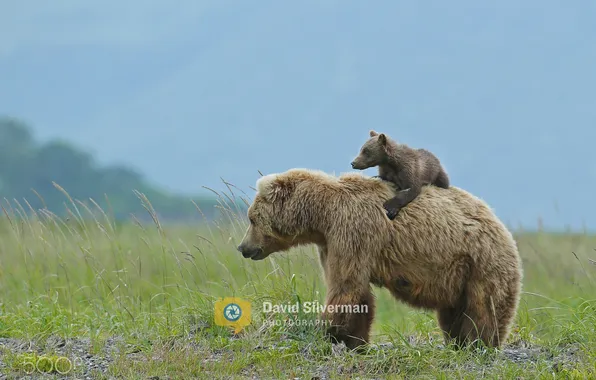 Bears, two, rug rat