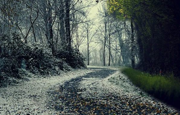 Trees, winter, snow, street