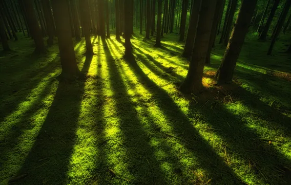 Nature, Grass, Trees, Forest, Nature, Shadows, Grass, Green