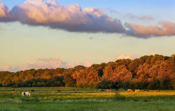 Field, forest, clouds, horses, horse, pasture